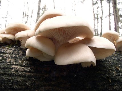 Pleurotus pulmonarius