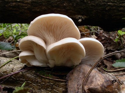Pleurotus pulmonarius