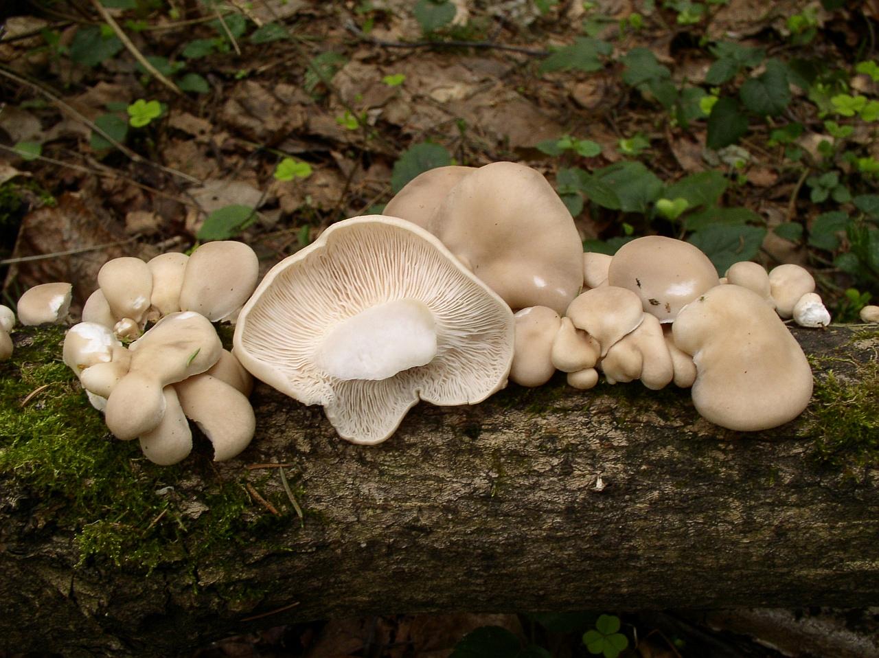 Pleurotus pulmonarius