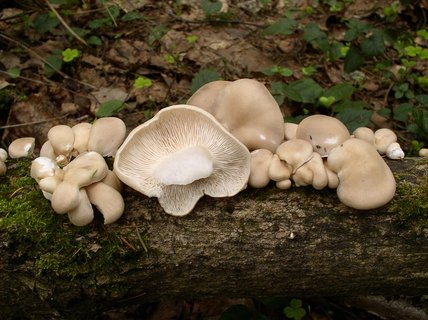 Pleurotus pulmonarius