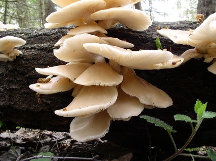 Pleurotus pulmonarius