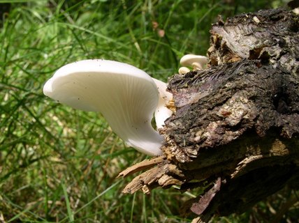 Pleurotus pulmonarius