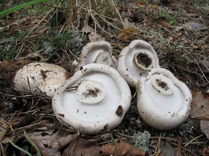 Bankera fuligineoalba