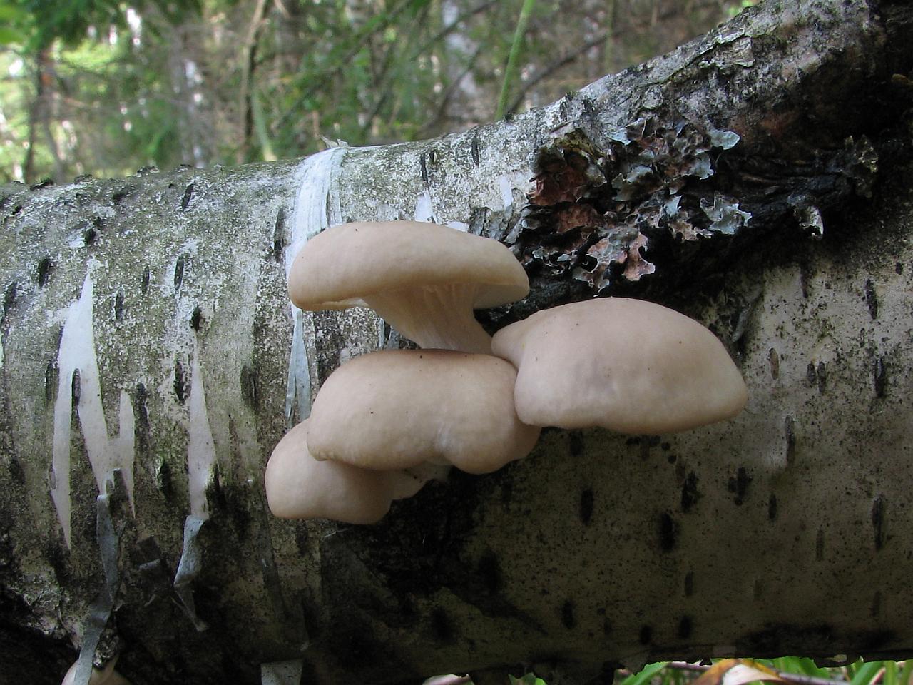 Pleurotus pulmonarius