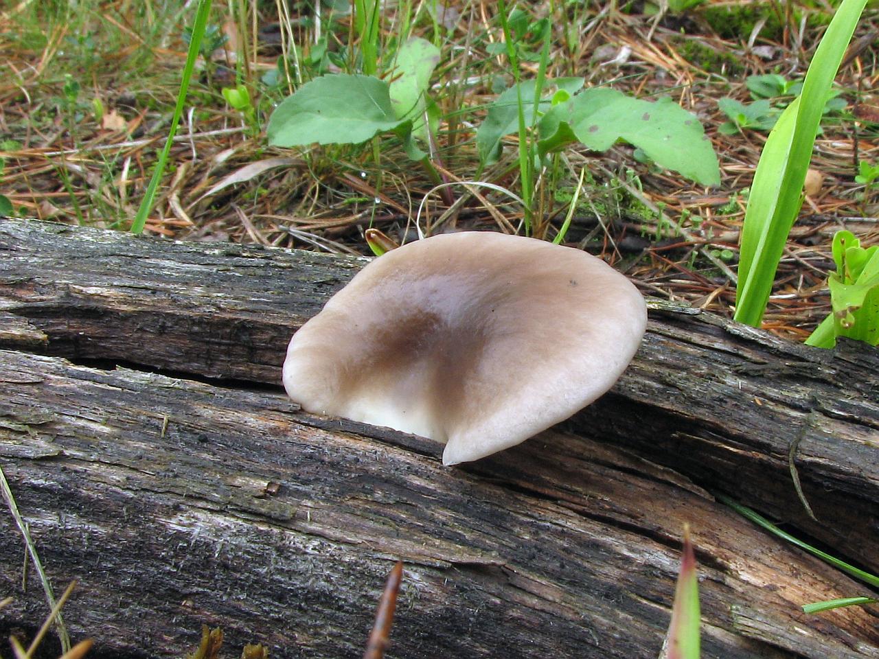 Pleurotus pulmonarius