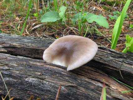 Pleurotus pulmonarius