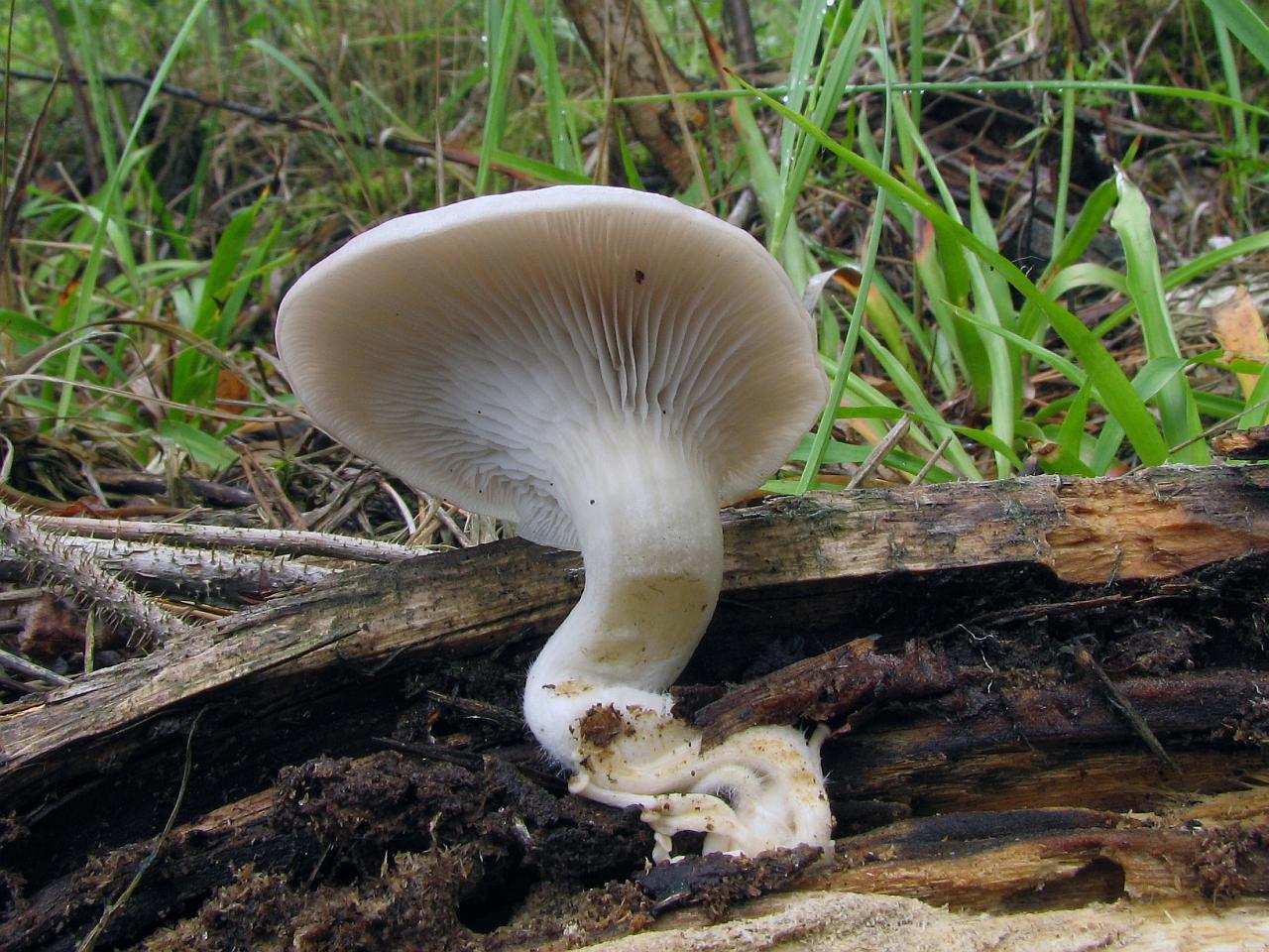 Pleurotus pulmonarius