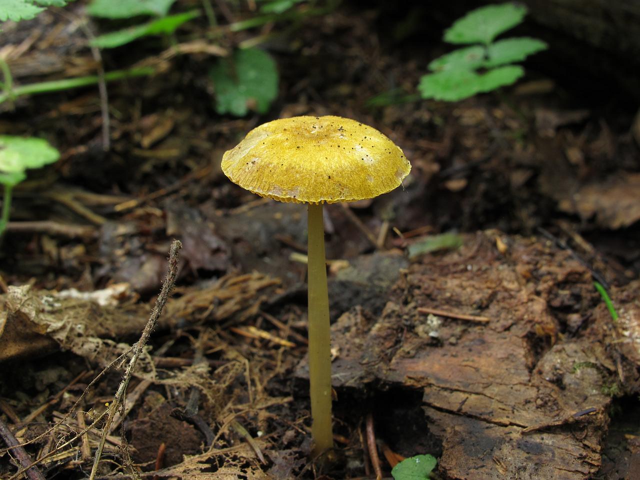 Pluteus admirabilis