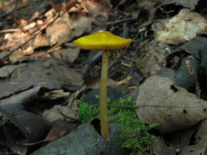 Pluteus admirabilis