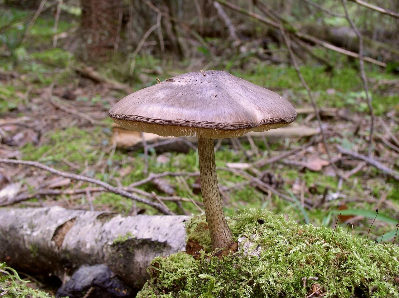 Pluteus cervinus