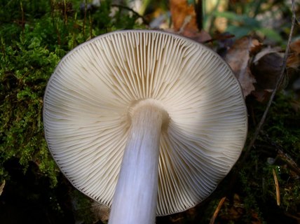 Pluteus cervinus