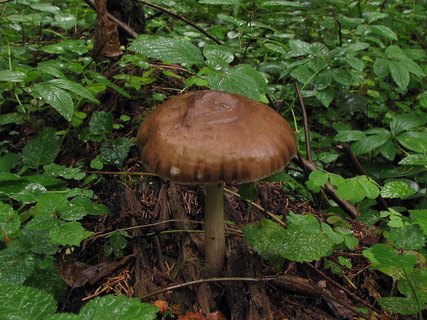 Pluteus cervinus