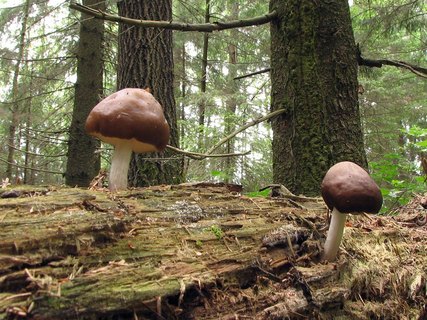 Pluteus cervinus