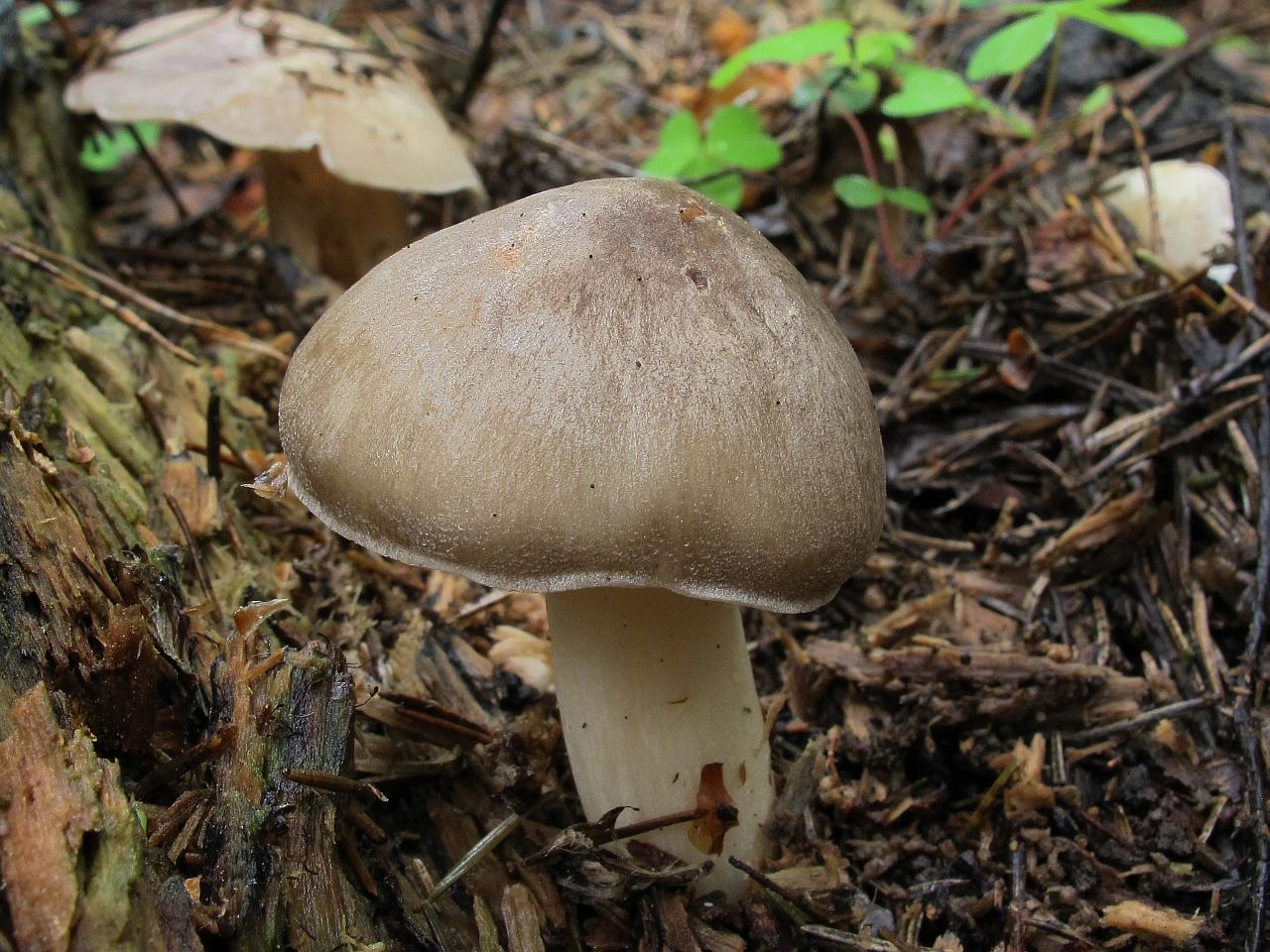 Pluteus cervinus