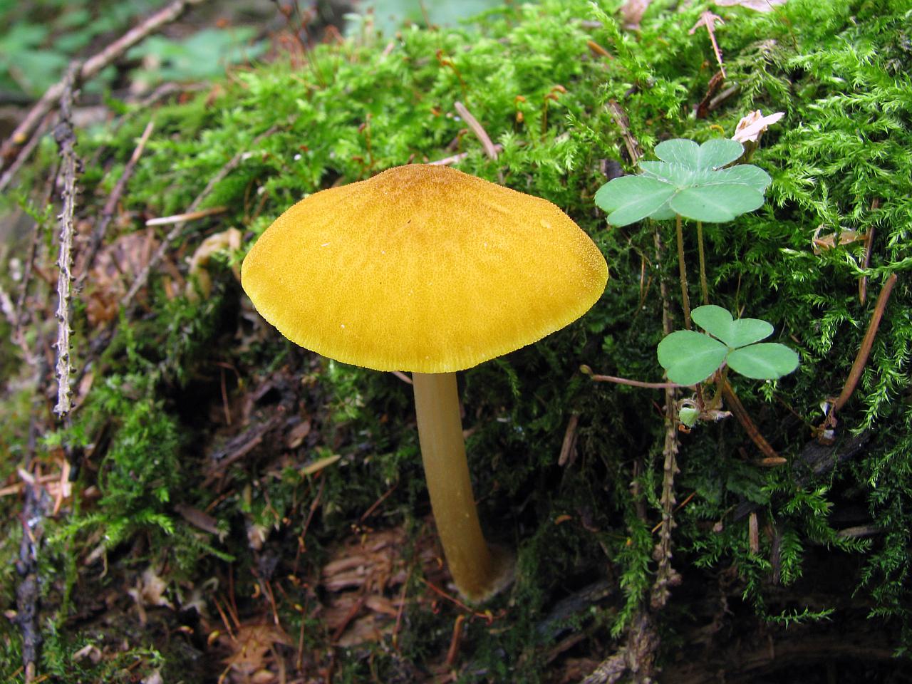Pluteus leoninus