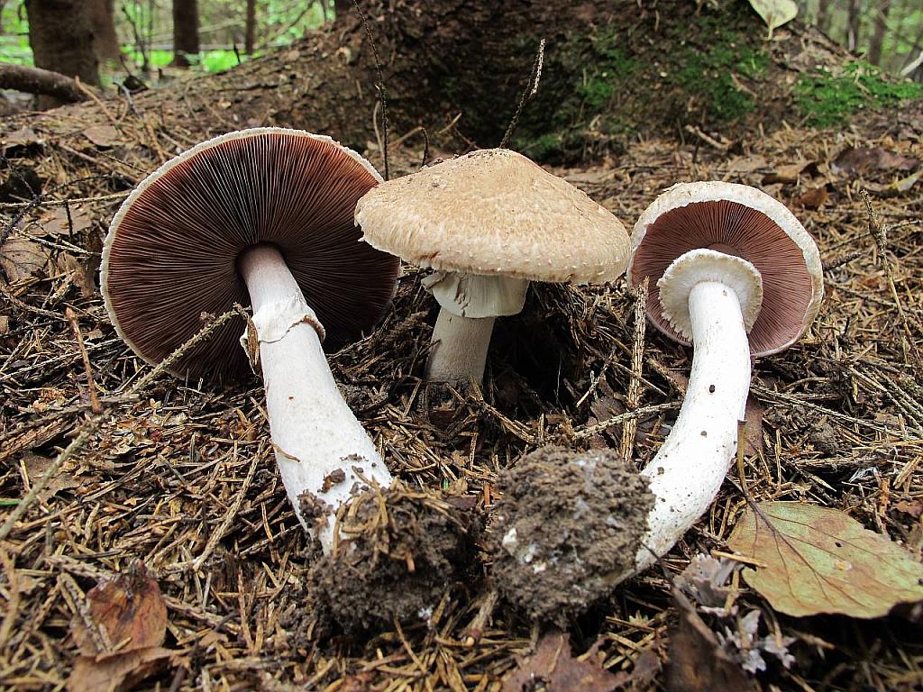 Agaricus sylvaticus