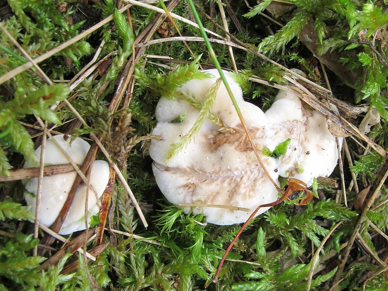 Bankera fuligineoalba