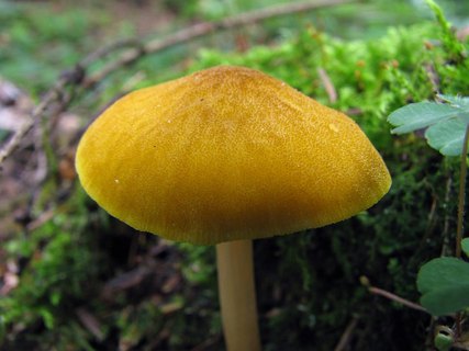 Pluteus leoninus