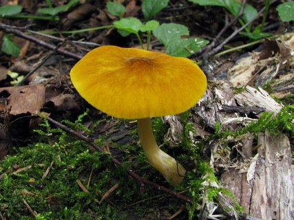 Pluteus leoninus