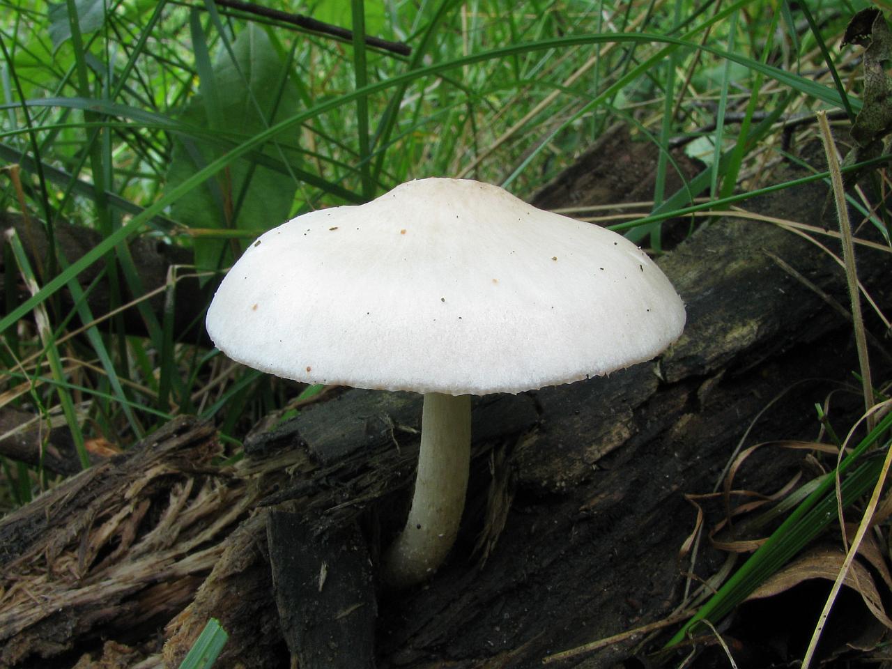 Pluteus pellitus