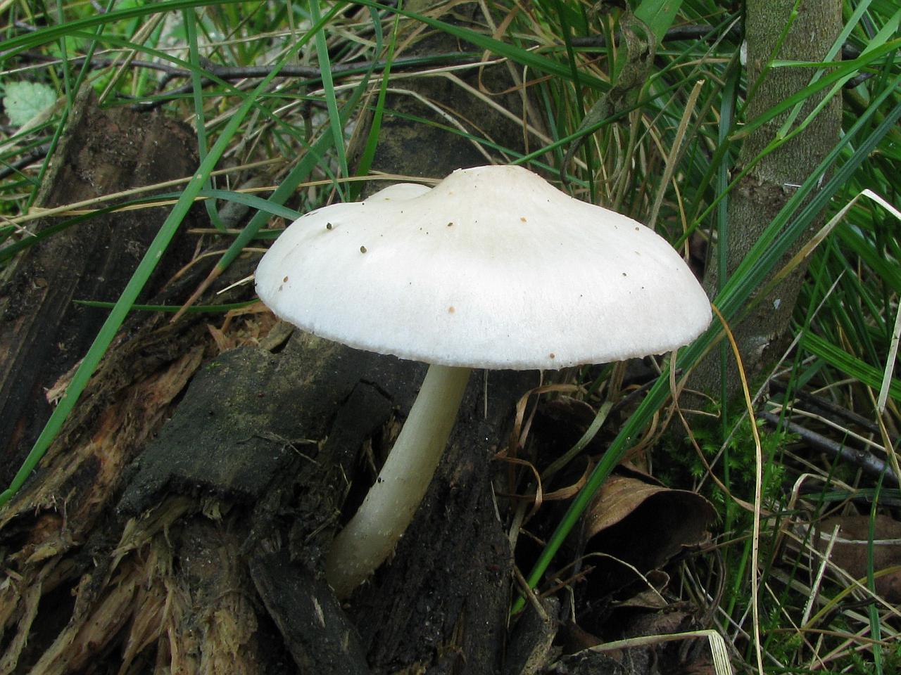Pluteus pellitus