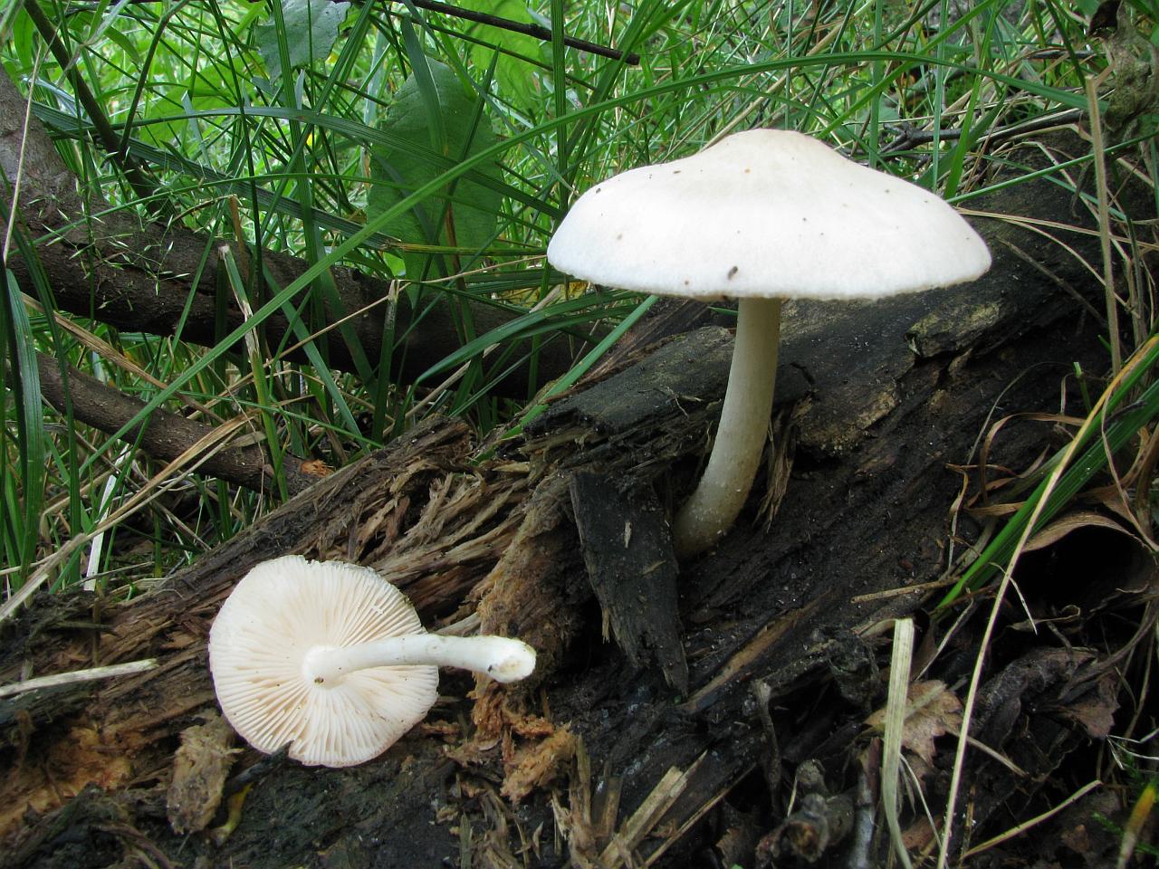 Pluteus pellitus