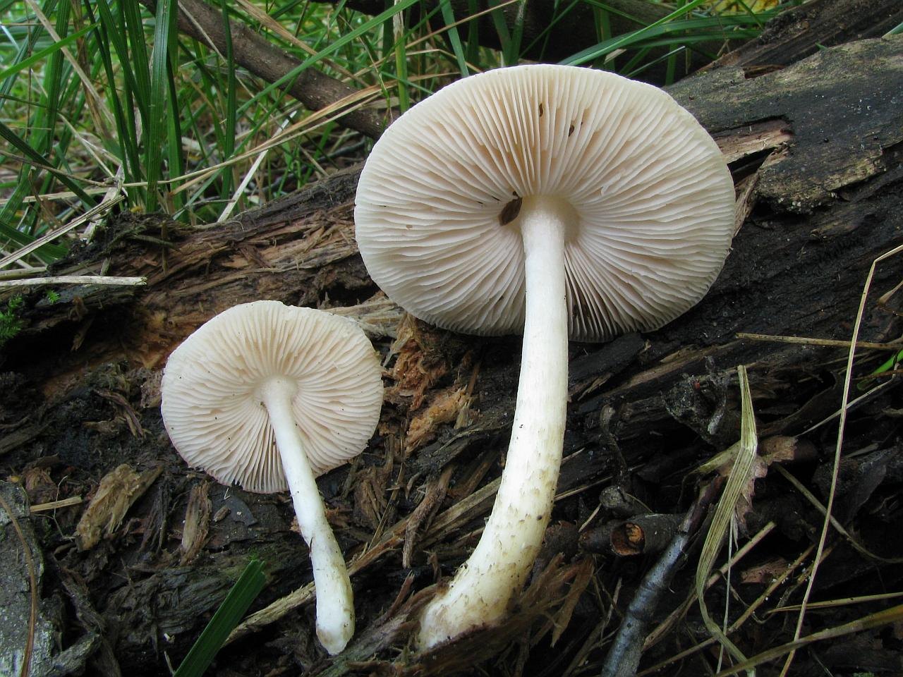Pluteus pellitus