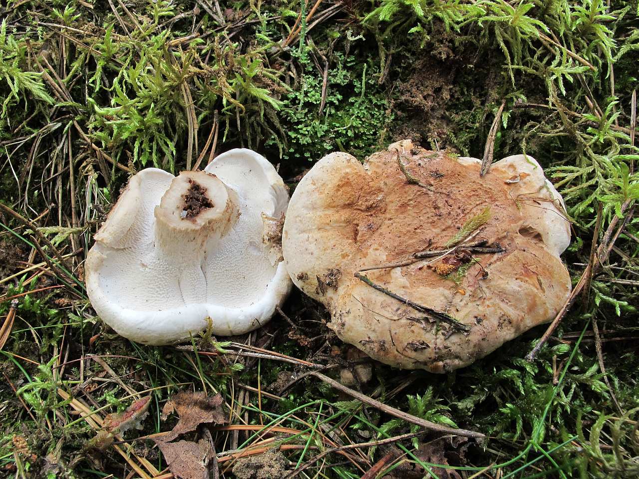 Bankera fuligineoalba