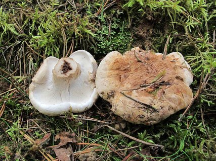 Bankera fuligineoalba