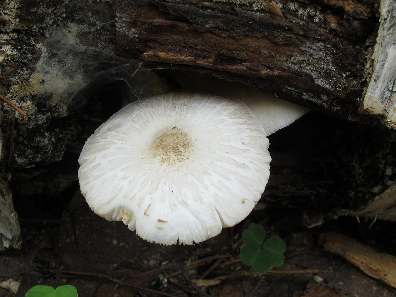 Pluteus pellitus