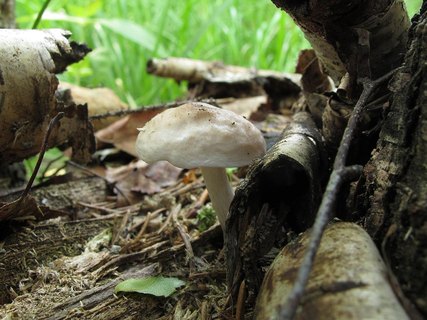 Pluteus pellitus