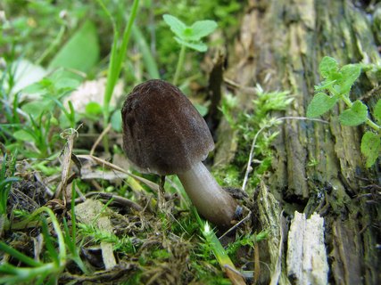 Pluteus podospileus