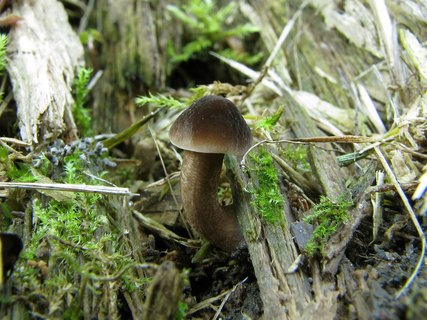 Pluteus podospileus