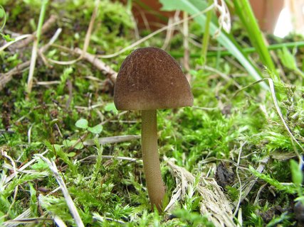 Pluteus podospileus