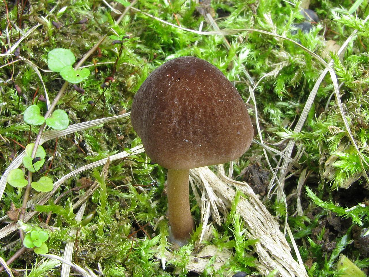Pluteus podospileus