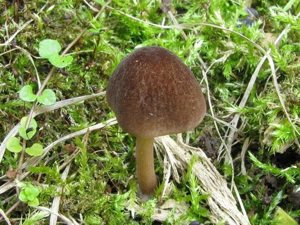 Pluteus podospileus