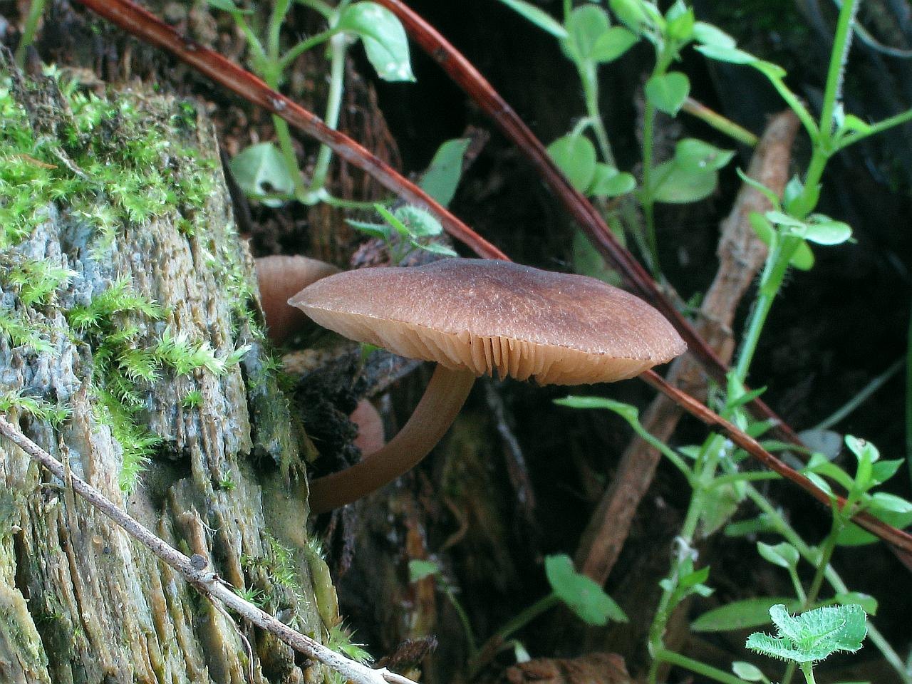 Pluteus podospileus