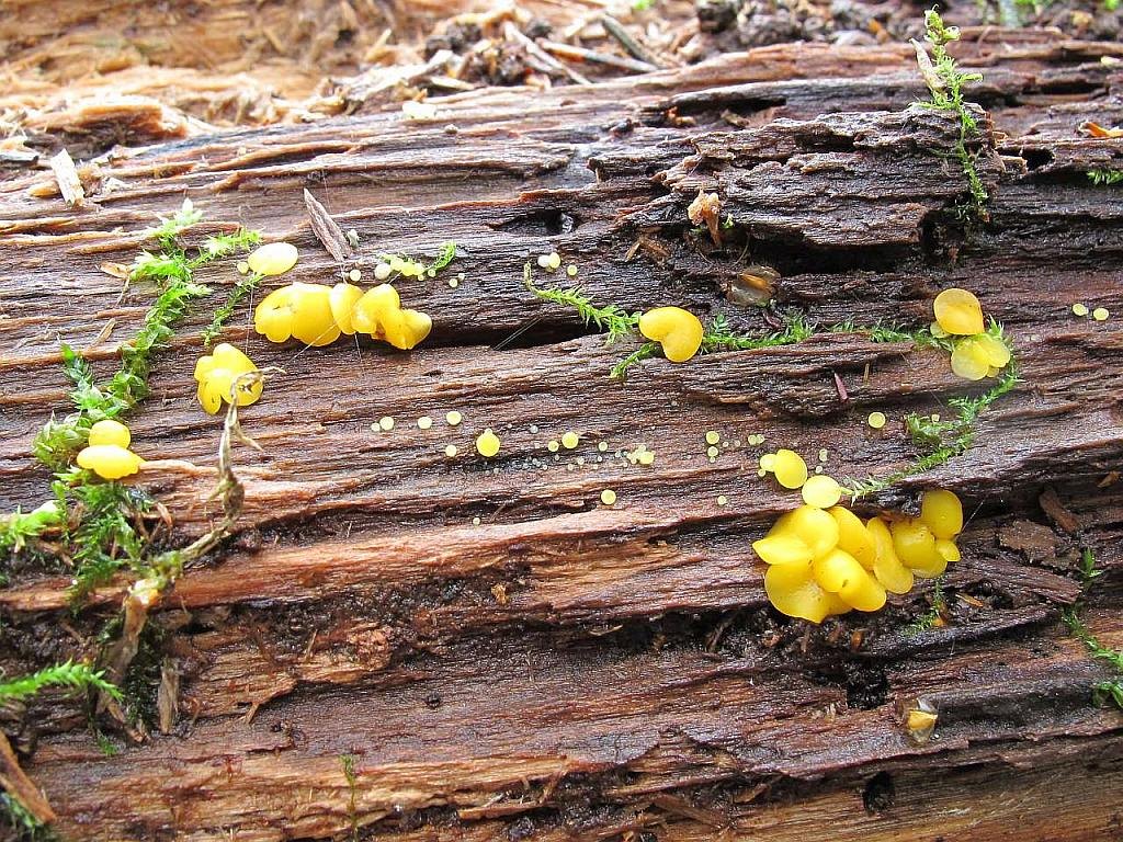 Bisporella