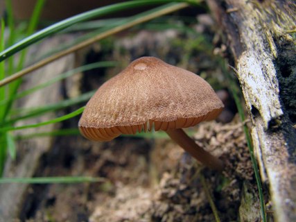 Pluteus podospileus