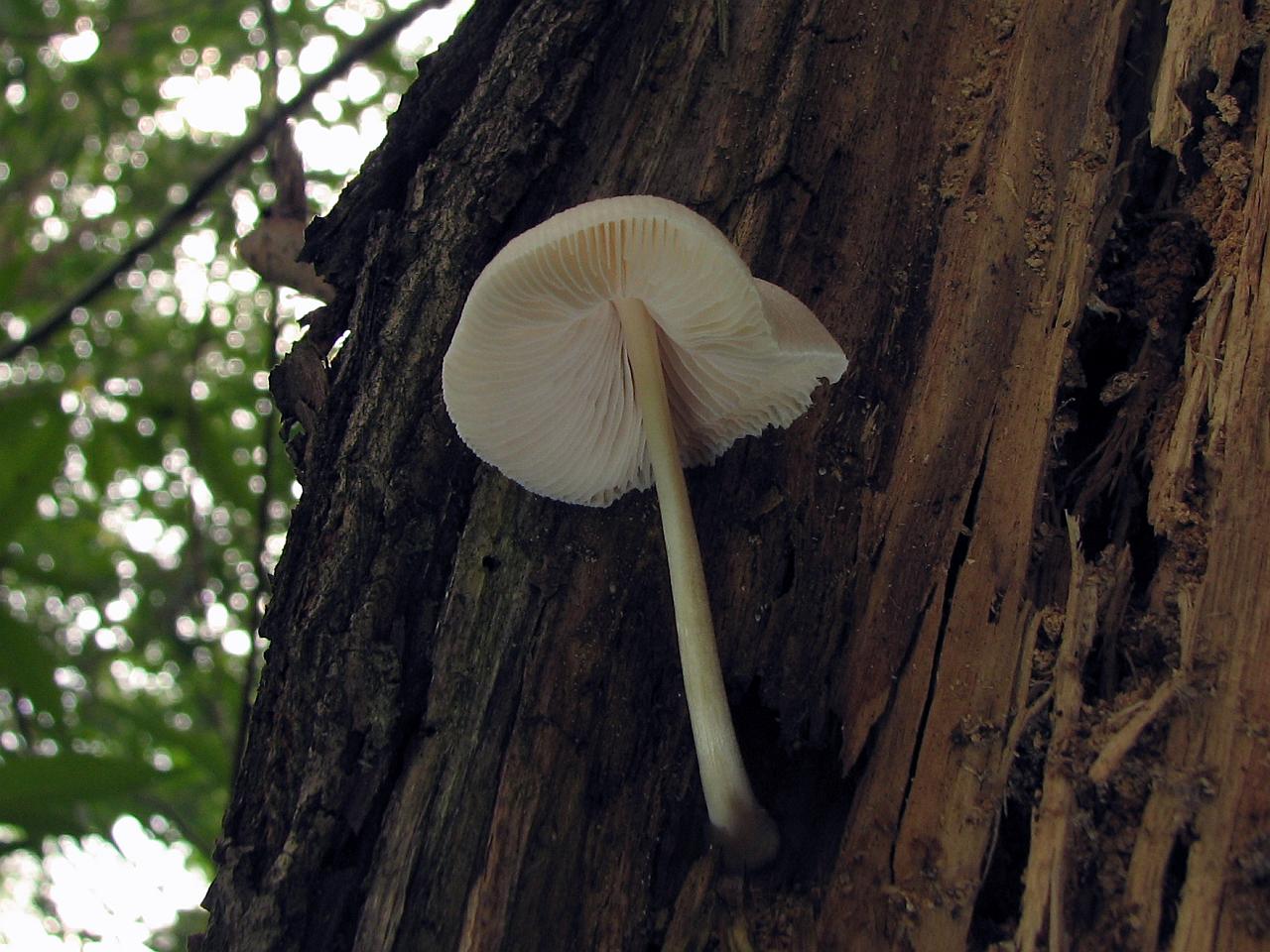 Pluteus semibulbosus