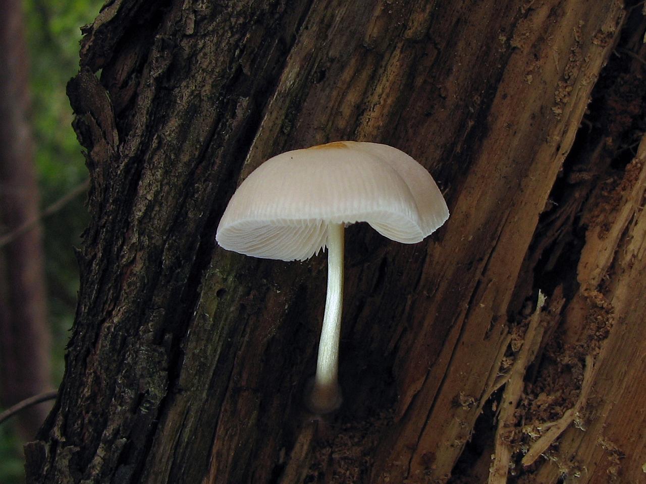 Pluteus semibulbosus