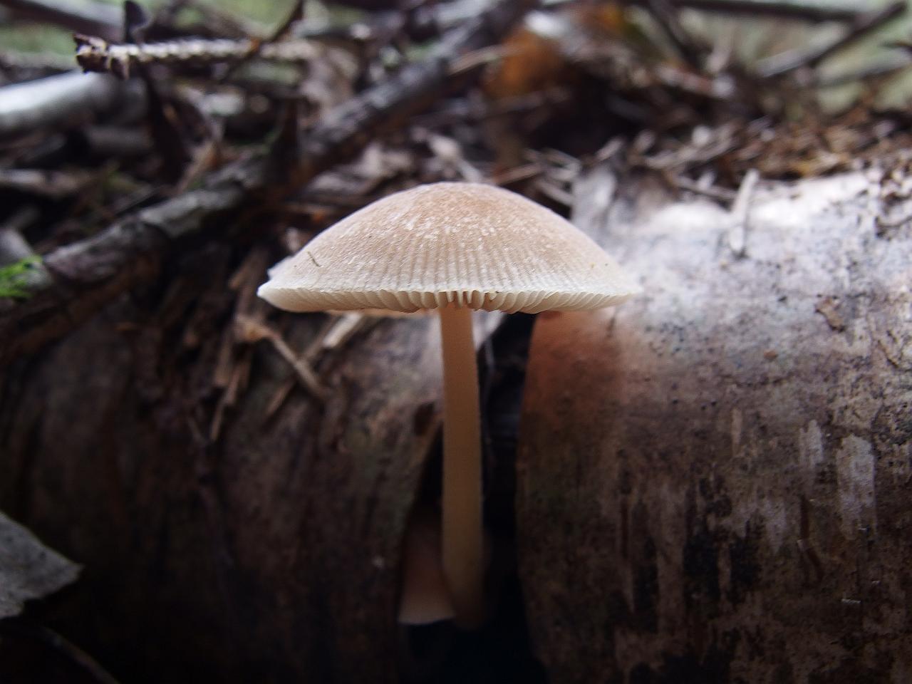 Pluteus semibulbosus