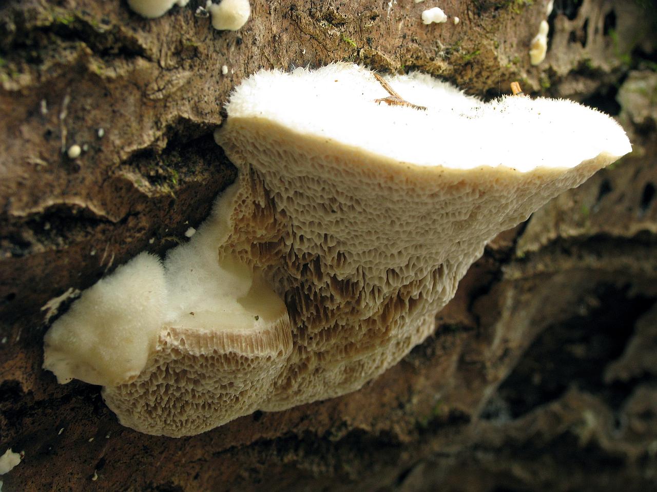 Postia tephroleuca