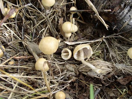 Psathyrella candolleana