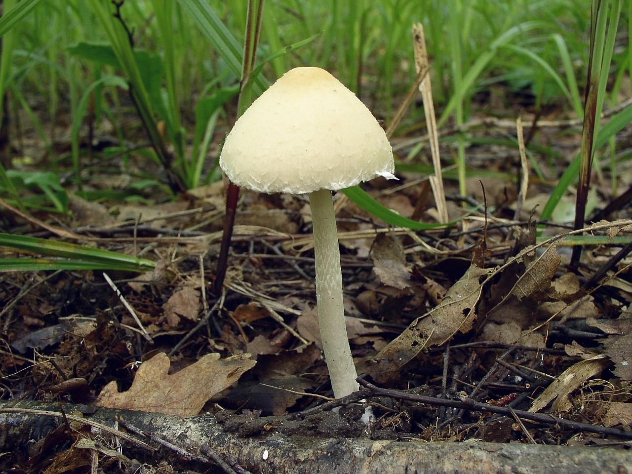 Psathyrella candolleana