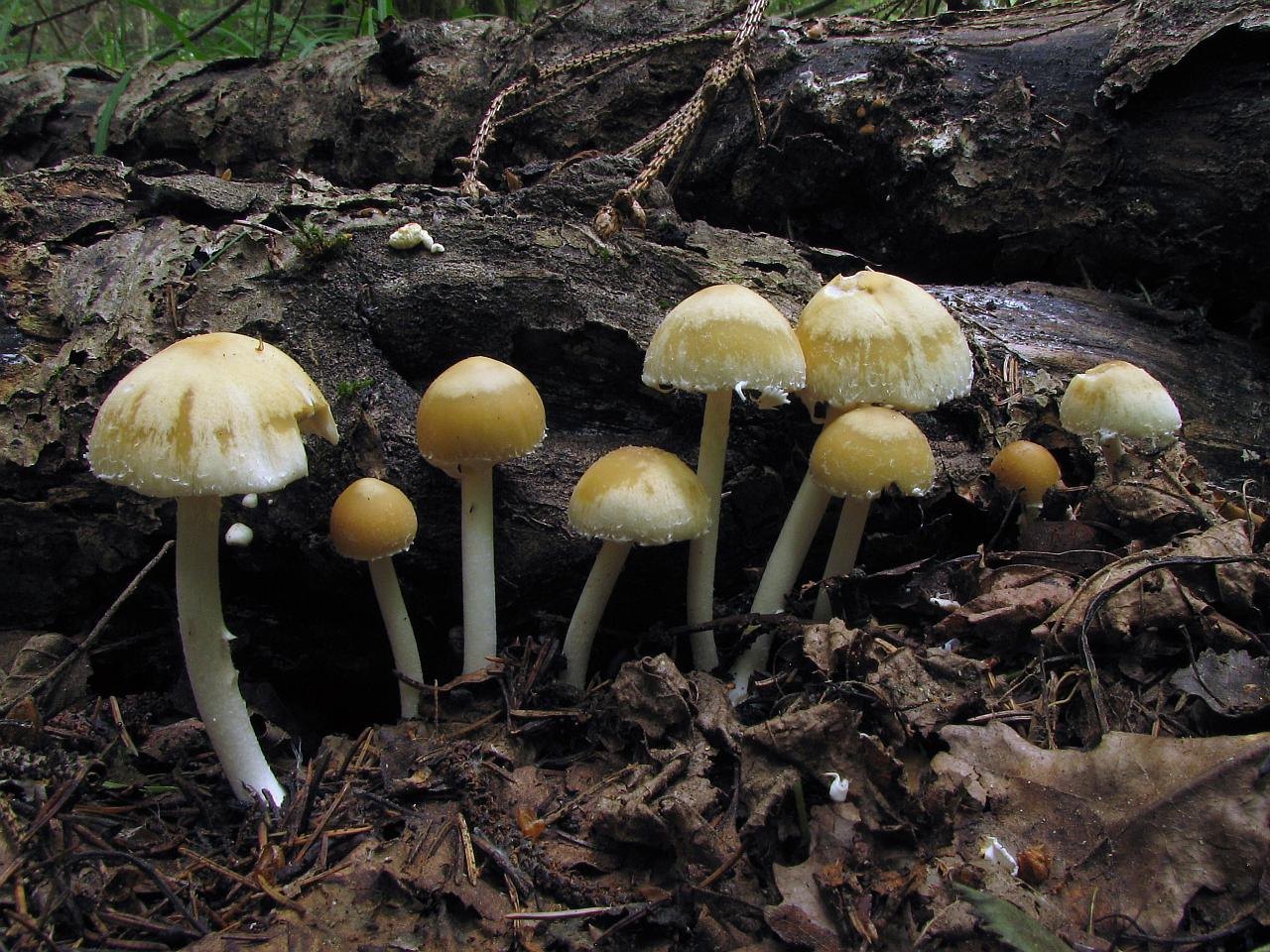 Psathyrella candolleana