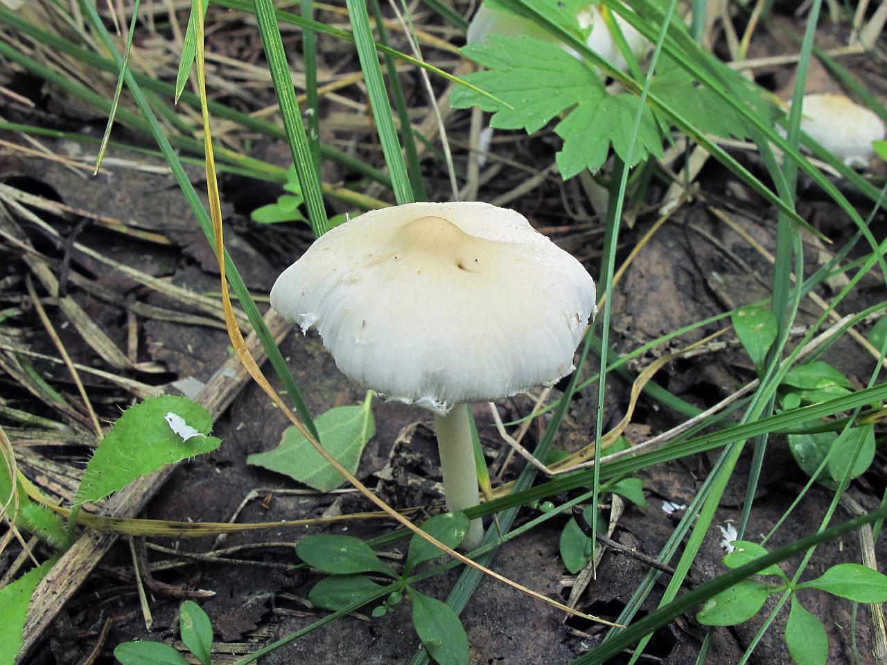 Psathyrella candolleana