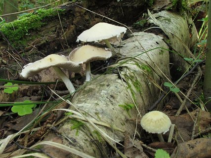 Psathyrella candolleana