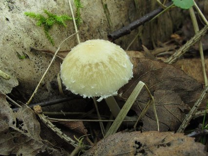 Psathyrella candolleana