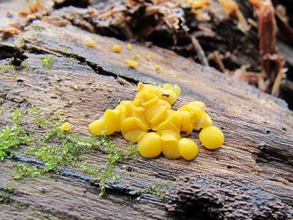 Bisporella citrina